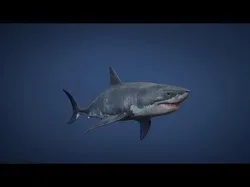 Great White Shark - Game Ready Low-poly 3D model