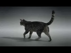 Grey Cat Animated  VFX Grace 3D model