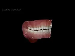 Gums with teeth mouth model  rigged textured and animated 3D model