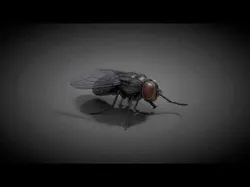 Housefly Animated VFX Grace 3D model