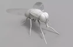 Insect Fly 3D model