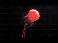 Jellyfish rigged animated 3D model