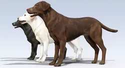 Labrador Retriever pack Rigged Low-poly 3D model
