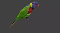 lowpoly bird colorful parrot Low-poly 3D model
