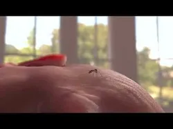 Mosquito 3D model