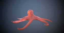 Octopus 3D model