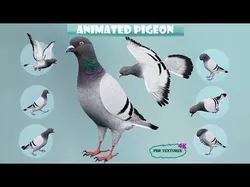 Realistic Animated Rock Pigeon Low-poly 3D model
