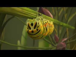 Siesta Swallowtail Caterpillar Low-poly 3D model