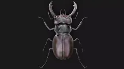 Stag Beetle Rigged Low-poly 3D model
