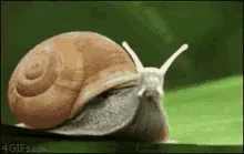 Suporte Alexa Echo Spot, Pop, Dot 4a e 5a Geração Cute Snail
