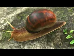 The Snail on rock Low-poly 3D model