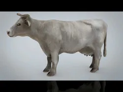 WHITE COW Low-poly 3D model