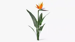 Bird of Paradise Flower Plant 3D model