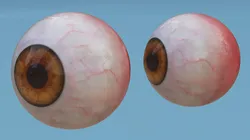 Human Eye 3D model