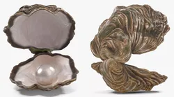 Light Oyster Shell with White Pearl 3D model
