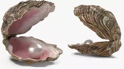 Pearl Inside Oyster Shell 3D model