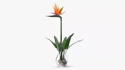 Strelitzia Reginae Bird of Paradise Flower in Vase 3D model