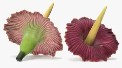 Amorphophallus Titanum Flower 3D model