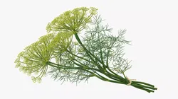 Dill Flowers Tied with Twine 3D model