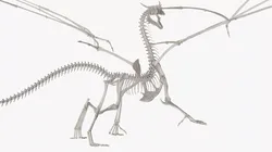 Dragon Skeleton Rigged for Cinema 4D 3D model