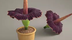Giant Corpse Flower in Pot 3D model