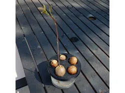 Parametric Avocado Germinator