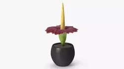 Potted Arum Titanum Flower 3D model