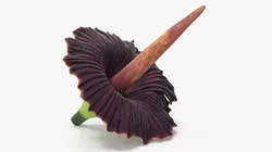 Titan Arum Inflorescence 3D model