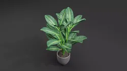 Rubber Plant 3D model