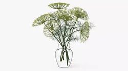 Bouquet of Dill Flowers in Vase with Water 3D model