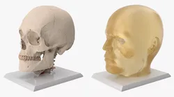Human Ballistics Skull Head on Stand 3D model
