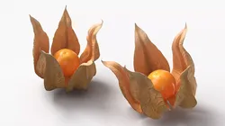 Physalis Fruit Open Husk Fur 3D model