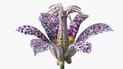 Speckled Tricyrtis Lily Blossom Purple 3D model