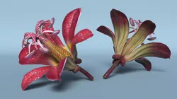 Tropical Red Tricyrtis Flower 3D model