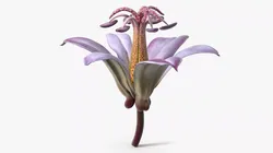 Violet Tricyrtis Hirta Flower 3D model