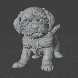 Shih Tzu Puppy