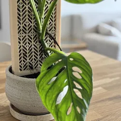CLIMBIT – Modular Self-Watering Moss Pole System