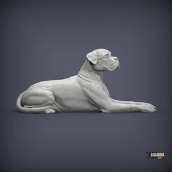 boxer dog lying down