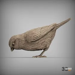 sparrow eats