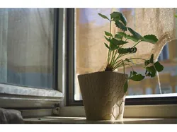 honeycomb planter #1