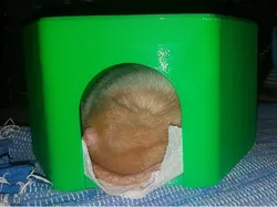 Rat/Mouse/Hamster House