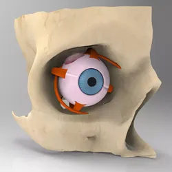 Human Eye Section obj 3D model