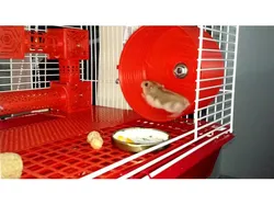 Mouse House