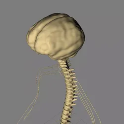 Nervous System Basic MAX 2011 3D model