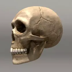 Skull human Low-poly 3D model