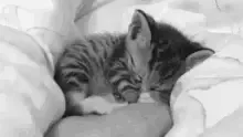 Suporte Alexa Echo Dot 4a e 5a Geração Lying Cat