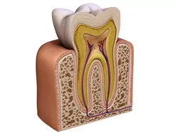 Tooth showing root and pulp 3D model