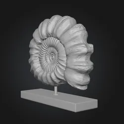 Ammonite Fossil