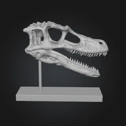 Velociraptor Dinosaur Skull