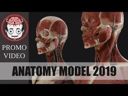 Anatomy  2019 3D model